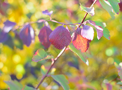 色彩多彩的秋季 bokeh 背景粉色晴天庆典蓝色花园紫色季节黄色叶子绿色图片