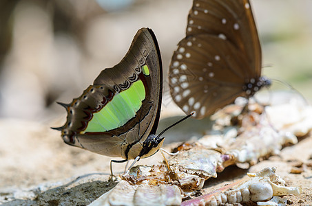 普通纳瓦布蝴蝶斑点热带动物黑色地面动物群沙蚕鳞翅目翅膀绿色图片