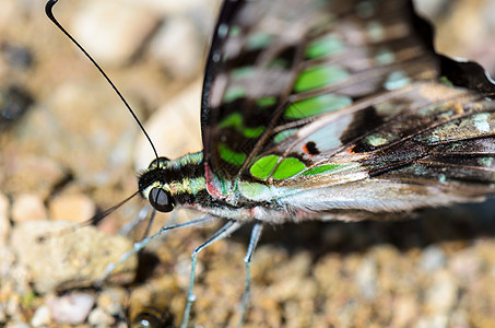 紧贴尾细的Jay蝴蝶 翅膀上有绿点盐沼宏观养分矿物地面动物群石墨生活热带土壤图片