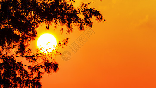 太阳日落松树橙子植物风景热带黄色阳光红色黑色天空图片