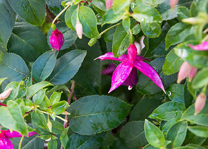 Fuchsia 密闭绿色花朵雌蕊生长紫色花瓣叶子粉色花园植物学图片