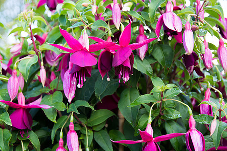 Fuchsia 密闭植物花瓣园艺绿色花朵收成花园紫色雌蕊树叶图片