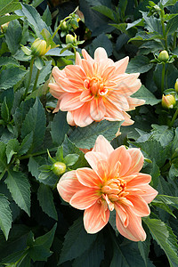达利亚斯叶子花瓣花园绿色植物树叶大丽花园艺橙色雌蕊图片