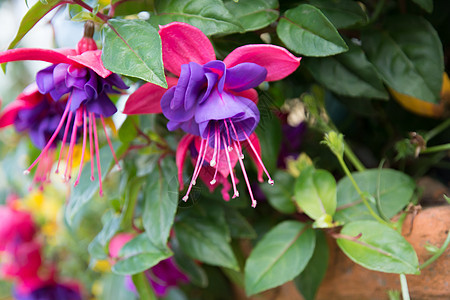 Fuchsia 花朵缝合紫红色植物学树叶生长绿色花园水仙花叶子花瓣收成图片