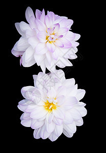 白达利亚usa kgm紫色白色花园雌蕊植物学叶子绿色大丽花花瓣植物图片
