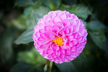 粉红大丽花树叶叶子花朵植物学收成雌蕊黄色植物生长花园图片