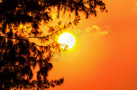 太阳日落黑色阳光植物松树黄色红色风景天空热带橙子图片