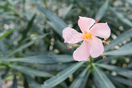 奥莱德花花收成衬套植物园艺生长粉色植物学绿色花园叶子图片