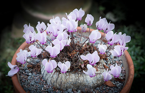 烟花花园雌蕊粉色紫色叶子植物植物学花瓣收成仙客图片