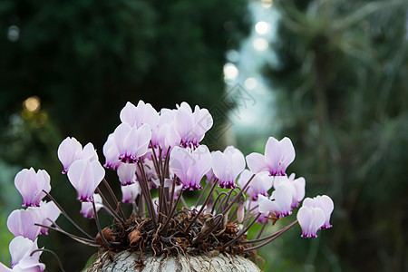 烟花园艺生长叶子紫色仙客花朵花园雌蕊绿色植物图片