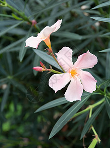 奥莱德花花叶子灌木园艺粉色收成植物学绿色树叶花瓣花朵图片