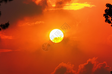 日落时太阳松树橙子黑色风景天空热带黄色红色植物阳光图片