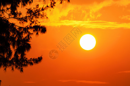 太阳日落黑色松树天空阳光热带风景红色黄色植物橙子图片