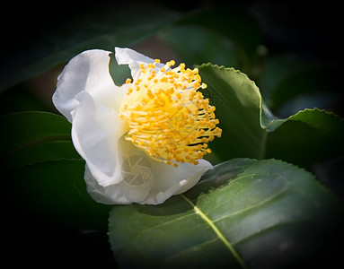 白骆驼闭合花园花瓣花朵自然茶花树叶白色叶子植物学植物图片