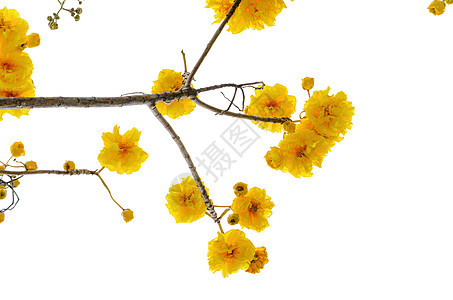 白色背景的黄色花朵热带花瓣紫草丝棉花粉黄棉植物花束植物群图片