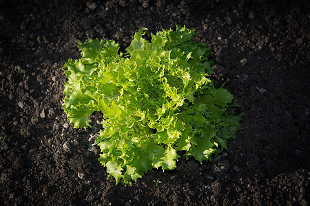 园圃生菜沙拉花园食物蔬菜花瓣生长绿色收成园艺草本植物图片