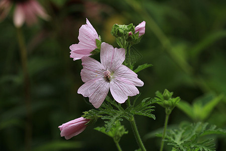 鲜花花荒野花粉叶子绿色花瓣季节宏观粉色园艺草本植物图片