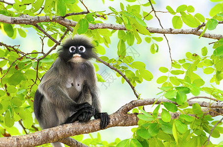 柳叶猴子或树上的长尾白荒野动物绿色哺乳动物眼镜公园生活森林古猿暗纹背景