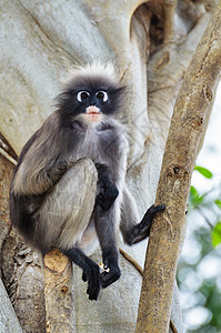 柳叶猴子或树上的长尾白绿色动物丛林黑色森林古猿热带哺乳动物公园灰色图片