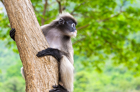 柳叶猴子或树上的长尾白灰色白色生活热带森林动物古猿荒野暗纹丛林图片