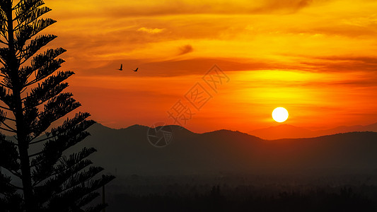 日落过山天空活力橙子角度阳光黄色针叶树红色飞行鸟类图片