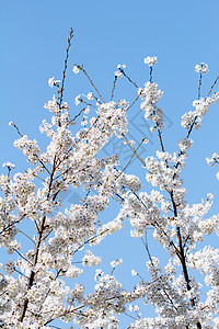 樱花花花朵艺术叶子花园植物季节蓝色花瓣生长宏观图片