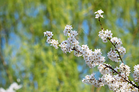 樱花花蓝色花园叶子植物花朵艺术花瓣宏观季节生长图片