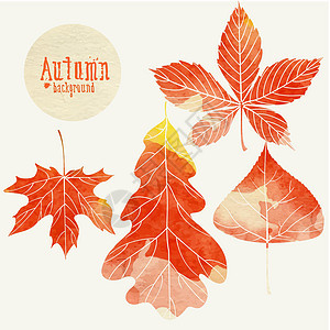 带叶子的秋季背景季节植物艺术橡木森林墙纸魔法植物群金子插图图片