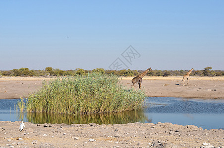 Etosha国家公园的Chudop水坑图片