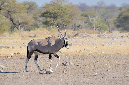 Nebronodi 的奥里克斯羚羊野生动物哺乳动物沙漠动物荒野动物群图片