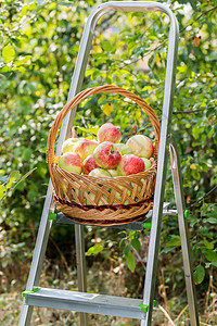 篮子苹果水果农场季节美食园艺采摘雏菊楼梯太阳柳条图片