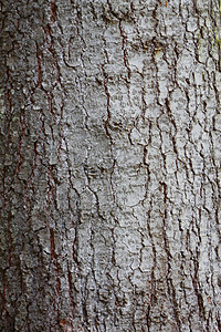 树木笼在树丛中 森林树的结壳框架阳光木头生长环境苔藓灰色晴天桦木白色图片