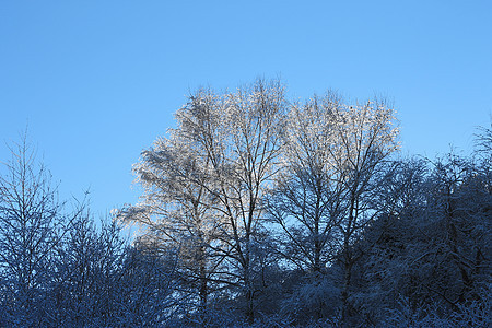 山上满是霜和积雪的树木气候天气公园框架太阳首脑天空暴风雪降雪照明图片