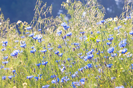 草地上的朝向之花荒野花朵美丽场地乡村植物雏菊农村季节国家图片