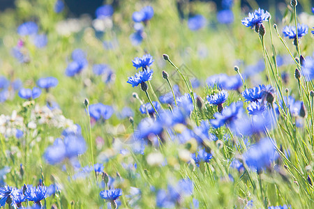 草地上的朝向之花乡村国家场地季节荒野花朵美丽雏菊植物农村图片