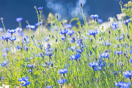 草地上的朝向之花花朵季节场地雏菊农村荒野植物国家美丽乡村图片