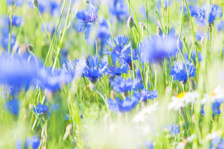 草地上的朝向之花场地雏菊荒野季节植物美丽花朵国家农村乡村图片