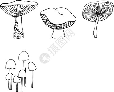 一组不同的森林蘑菇食物草图绘画叶子烹饪团体招牌收藏植物季节图片