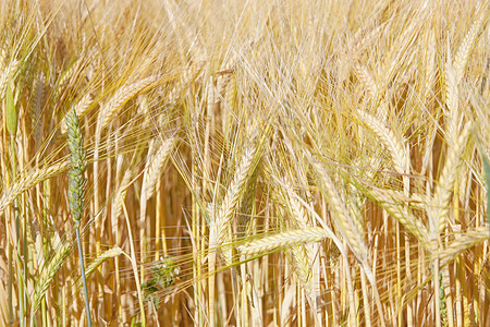 Rye农田农业谷物农村收成乡村稻草生长粮食小麦金子农场图片