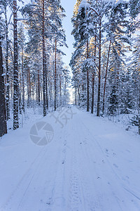 冬季森林 道路铺满了雪雪木头花园天气季节新年美丽荒野横线雪花天空图片