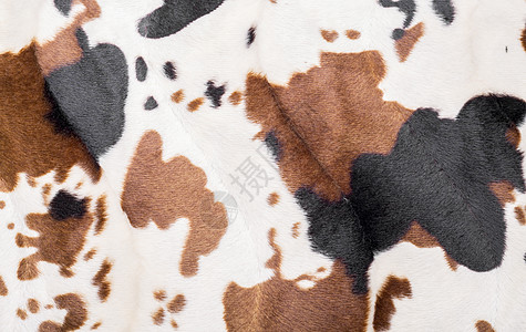 纹质皮肤野生动物奶牛丛林装饰织物材料动物照片风格图片