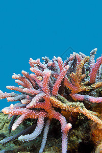 蓝色水背景下热带海底珊瑚礁与硬珊瑚紫鹿角海景水族馆海上生活气泡动物海洋盐水运动浮潜潜水图片