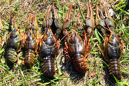 草地上的河流癌动物盔甲甲壳纲野生动物河流邮件食肉者钳子动物群荒野图片