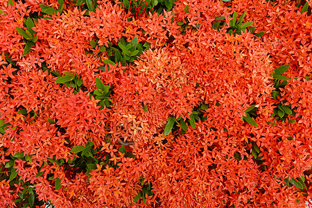 西印度茉莉花红公园绿色场地院子花园生活热带仙丹植物学植物图片