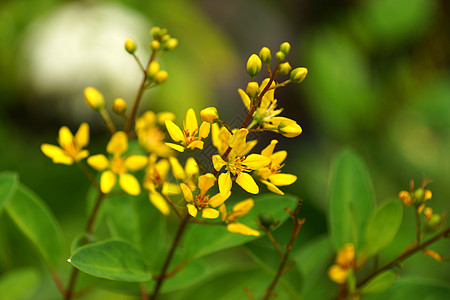 Galphimia的黄花热带植物黄色园林抗旱花园绿化叶子晚报黑玻璃图片