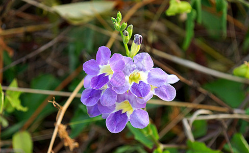印度阿西斯塔斯群岛的紫罗花图片