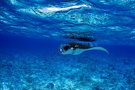 曼塔雷野生动物生物冒险海洋潜点旅行射线热带动物浮游图片
