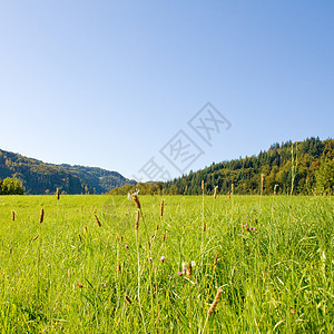 生长树木的长林草原季节晴天牧场农村农业蓝色天空场地太阳风景图片