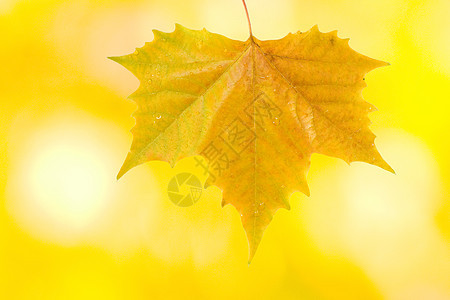秋天美丽的树叶橙子环境阳光森林植物公园季节叶子太阳橡木图片