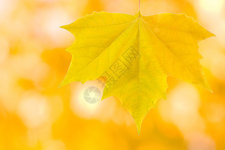 秋天美丽的树叶公园森林金子叶子植物群季节橡木植物学太阳阳光图片
